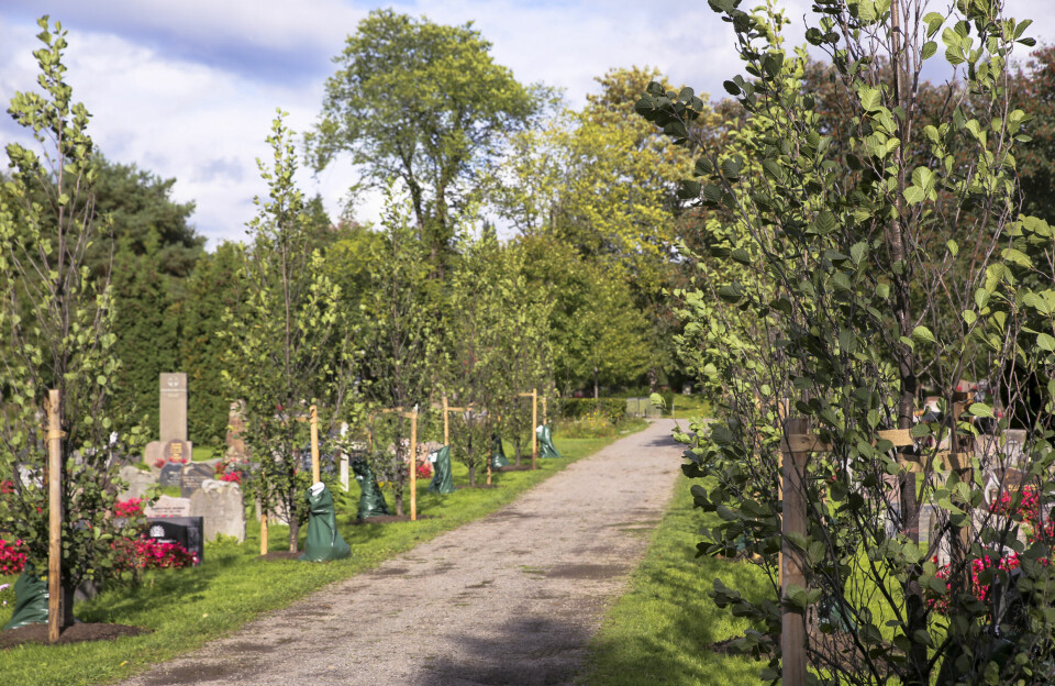 Oslotrær, prosjekt for planting av trær i Oslo kommune
