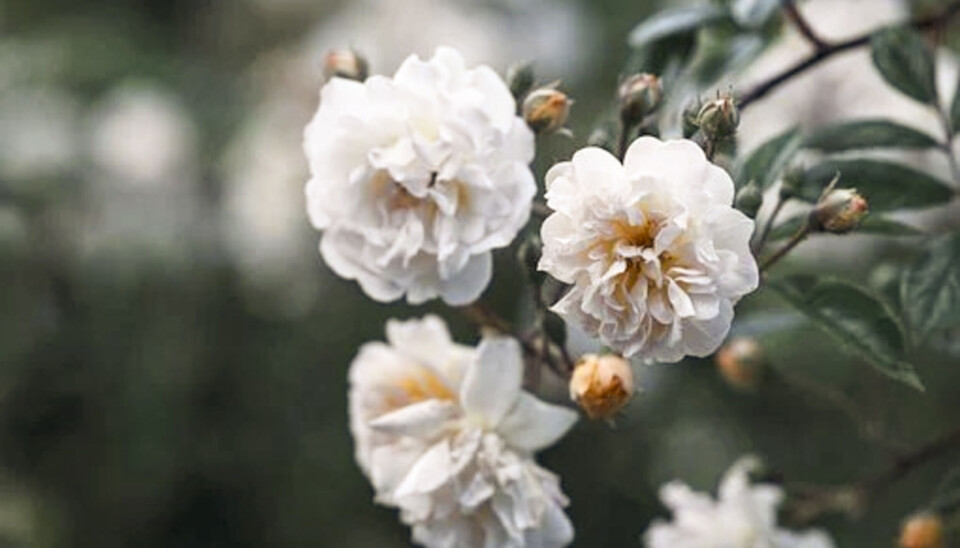 Roser, blomster Roser