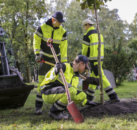 Nicholas Eirik Schrøder, Markus Fiva Waller og Eivind Evangelos Sitras i full gang med å plante et nytt tre på Vestre gravlund. Nicholas Eirik Schrøder, Markus Fiva Waller og Eivind Evangelos Sitras i full gang med å plante et nytt tre på Vestre gravlund.