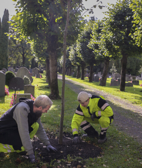 Eivind Evangelos Sitras får her kyndig veiledning av gartner Magnus Gommerud Nielsen på Vestre gravlund. Eivind Evangelos Sitras får her kyndig veiledning av gartner Magnus Gommerud Nielsen på Vestre gravlund.