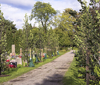 Prosjektet Oslotrær setter trær på dagsorden og har et ambisiøst mål fram mot 2030. Dette er et kontinuerlig arbeid som koordineres av Bykuben, Oslos senter for byøkologi, i Plan- og bygningsetaten. Prosjektet Oslotrær setter trær på dagsorden og har et ambisiøst mål fram mot 2030. Dette er et kontinuerlig arbeid som koordineres av Bykuben, Oslos senter for byøkologi, i Plan- og bygningsetaten.
