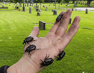 Overvåker eremitten