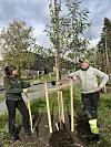 Prosjektleder, Marie Hallandvik Storvik og Snorre Kalsveen Utengen under treplantingen som skjedde tidligere i høst.